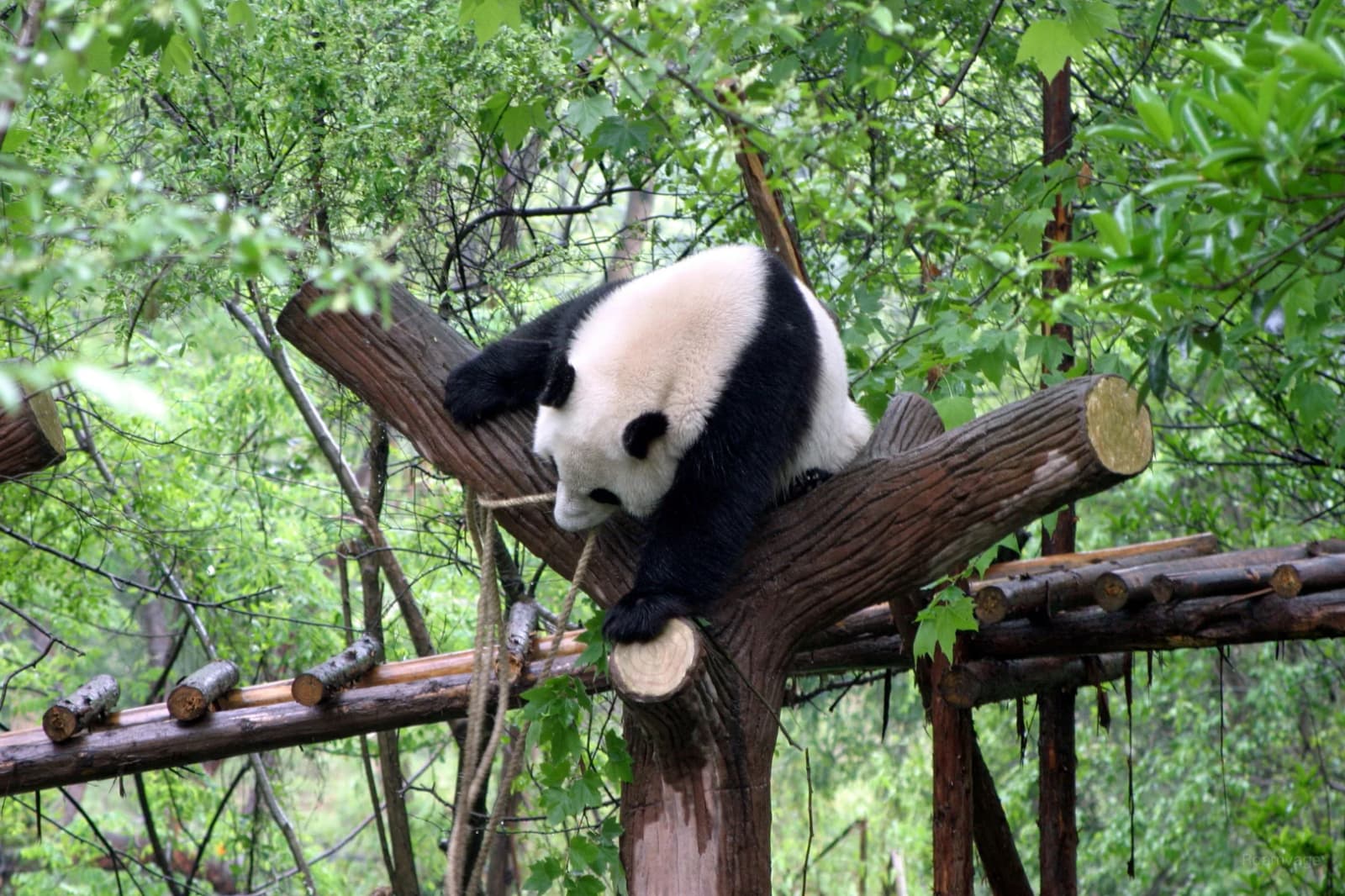 A giant panda climbing a tree inside an enclosure at Chengdu’s Panda Base