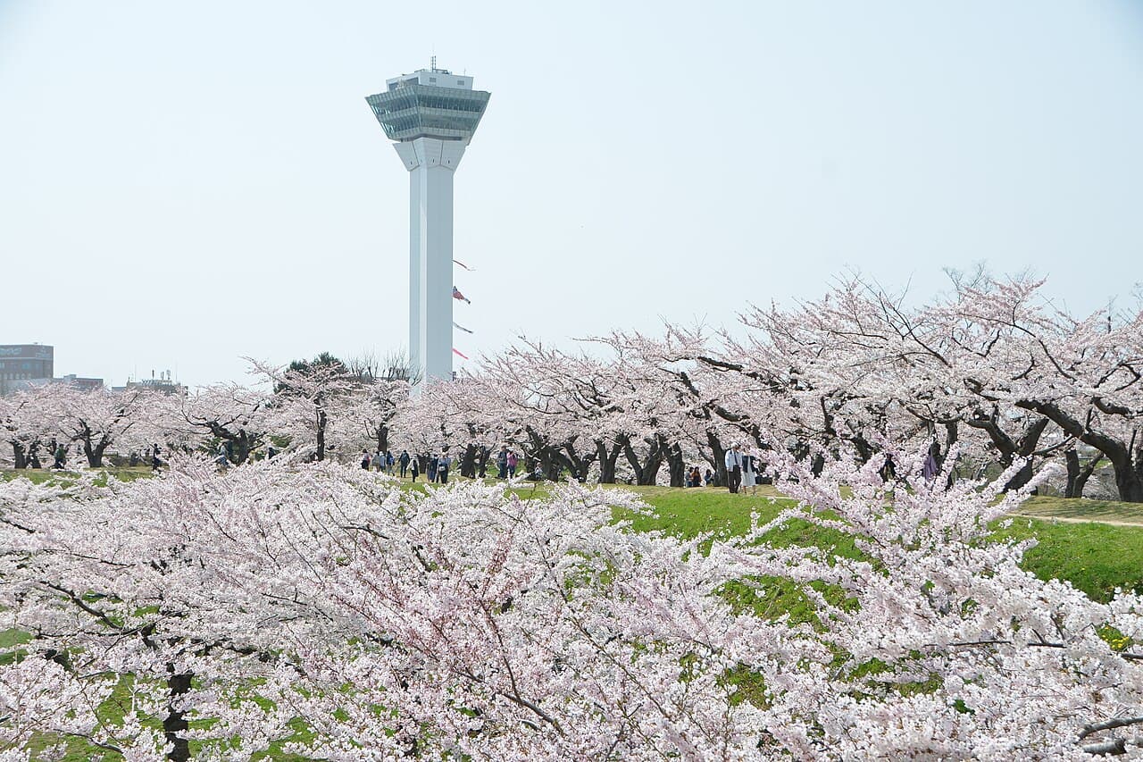 Cherry blossoms surrounding Goryokaku Park in Hakodate