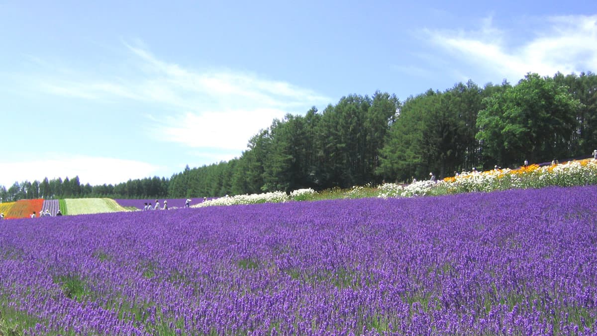 Purple lavender fields at Farm Tomita in Hokkaido
