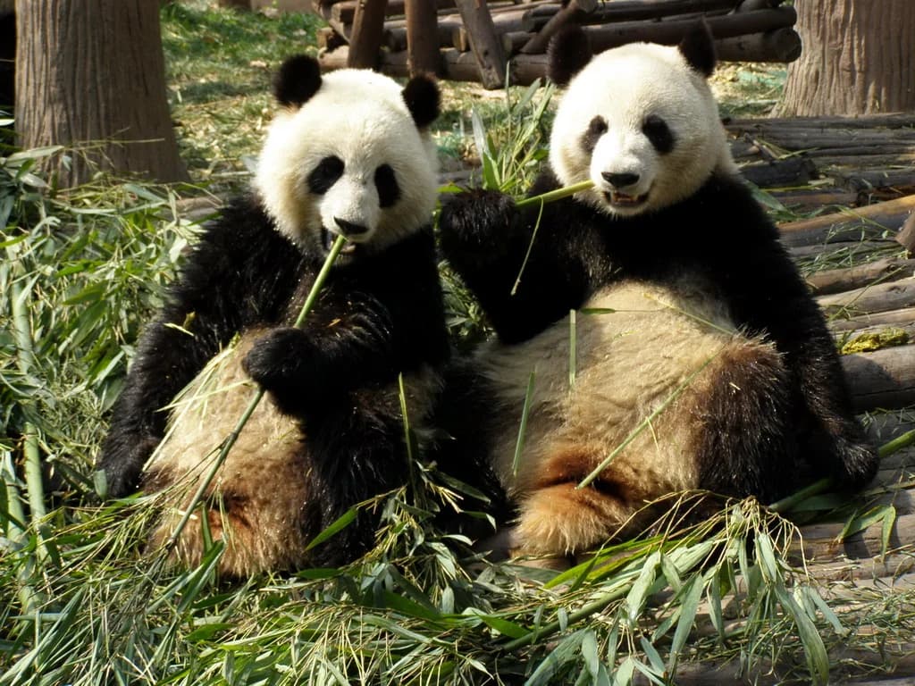 Giant pandas eating bamboo at the Chengdu Research Base