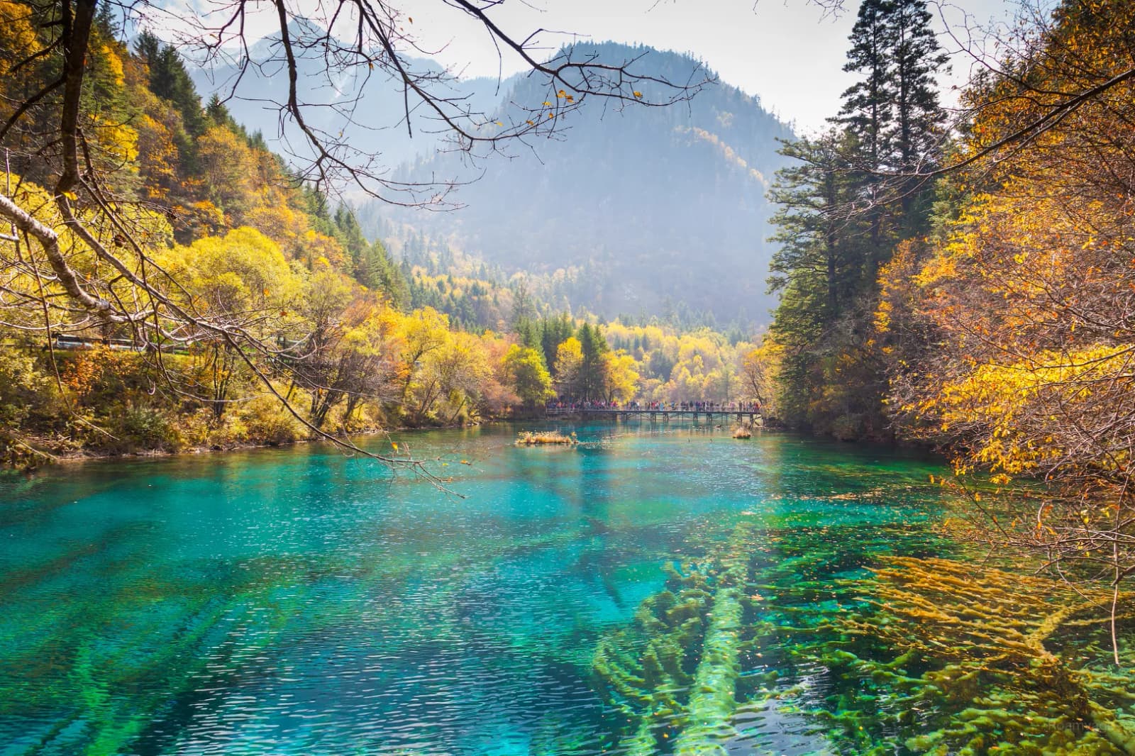 Turquoise water at Five Flower Lake in Jiuzhaigou, surrounded by golden autumn foliage