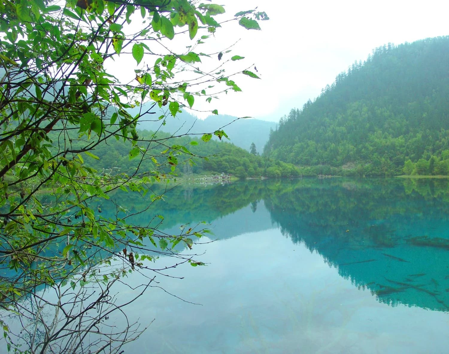 Five Flower Lake in Jiuzhaigou, with clear water and forested mountains
