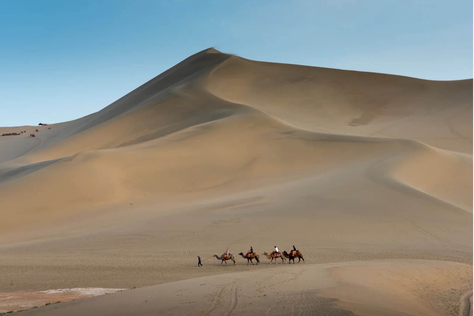 A camel caravan crossing the dunes near Dunhuang