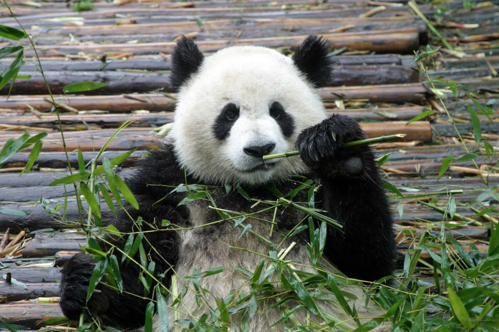 Chengdu