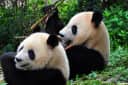 Chengdu Unlocked: Pandas, Teahouses & the Real Sichuan
