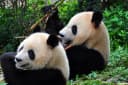 Chengdu Unlocked: Pandas, Teahouses & the Real Sichuan
