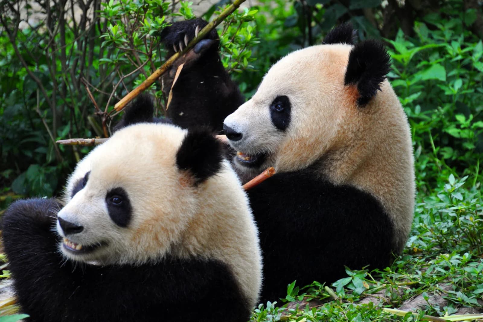 Chengdu Unlocked: Pandas, Teahouses & the Real Sichuan