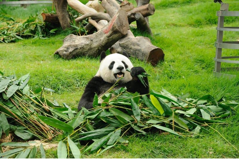 chengdu-panda-base-giant-panda-eating-bamboo.jpg